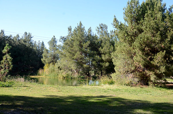 Golden Oak - Forest Pine Lake