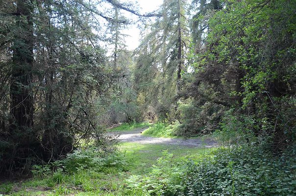 Griffith Park - Redwoods