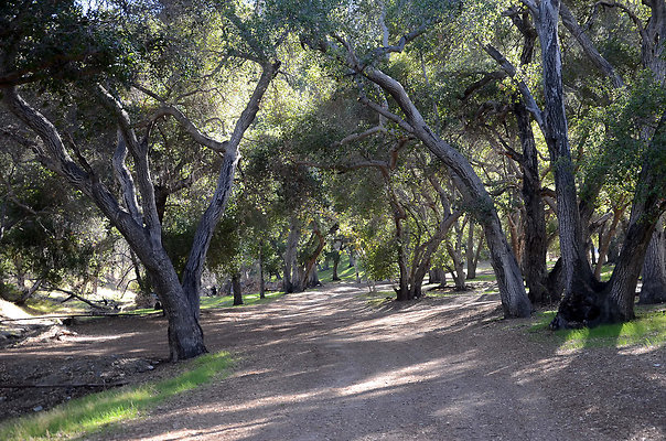 Sable Ranch - Oak Forest